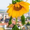 Sonnenblume beim Schenkenbergtreff