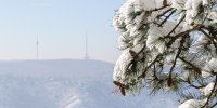schneebedeckter Baum mit Türmen